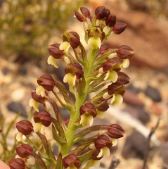 Brachycorythis macowaniana