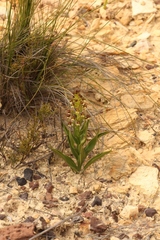 Brachycorythis macowaniana