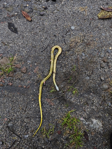 Spotted Genuine-Snake