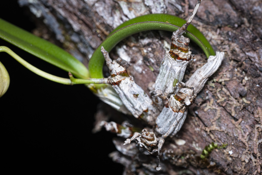 Dendrobium ngoyense Schltr. 2