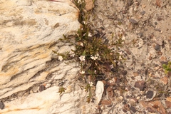 Lachnaea burchellii
