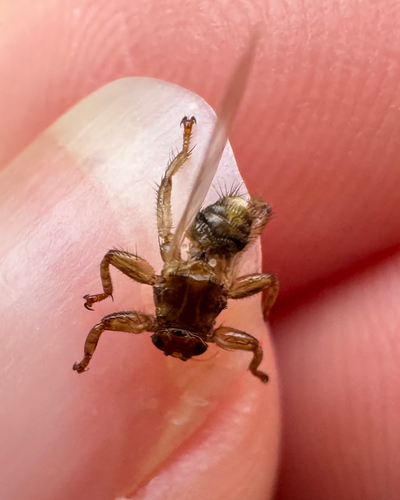 Unknown species found near New Hampshire, US