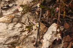Lachnaea burchellii