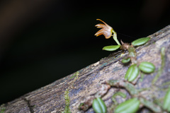 Porpax karikouyensis