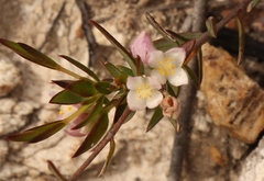 Lachnaea burchellii