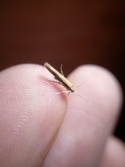 Stathmopoda skelloni