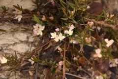 Lachnaea burchellii