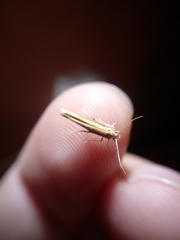 Stathmopoda skelloni