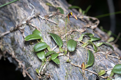 Bulbophyllum ngoyense