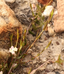 Lachnaea burchellii