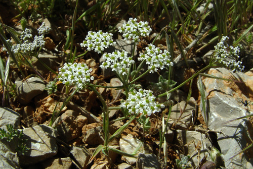 Bunium paucifolium