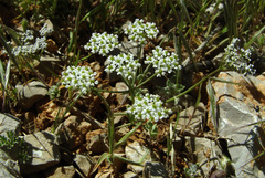 Bunium paucifolium