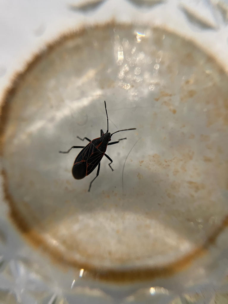 Western Boxelder Bug from Strand Rd, Ephrata, WA, US on October 20 ...