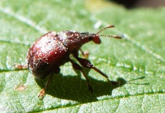Himatolabus pubescens