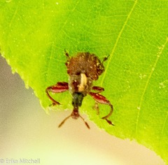 Himatolabus pubescens