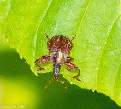 Himatolabus pubescens