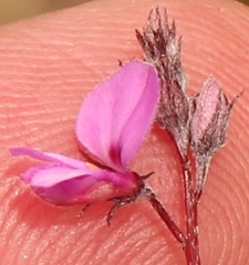 Indigofera sp19b