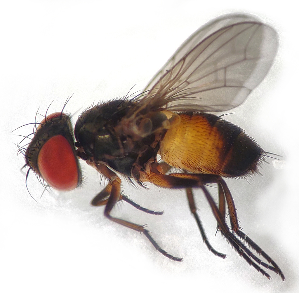 Metopia sinipalpis