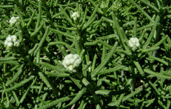 Achillea falcata