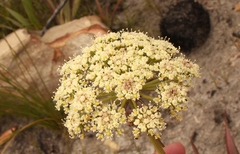 Nanobubon capillaceum