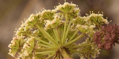 Nanobubon capillaceum