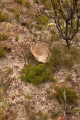 Nanobubon capillaceum