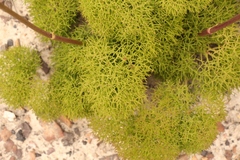 Nanobubon capillaceum