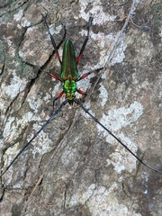 Callichroma holochlorum