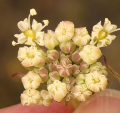Nanobubon capillaceum