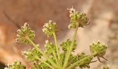 Nanobubon capillaceum
