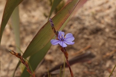 Aristea racemosa