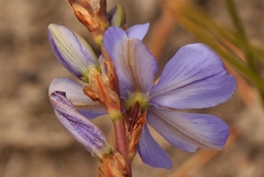 Aristea racemosa