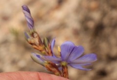 Aristea racemosa