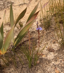 Aristea racemosa