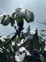 Cecropia telenitida, photograph author not stated, no rights reserved