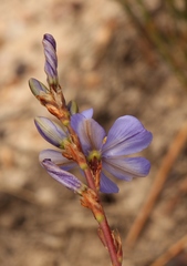 Aristea racemosa