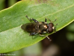 Chalcosyrphus