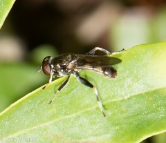 Chalcosyrphus