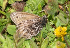 Oeneis glacialis