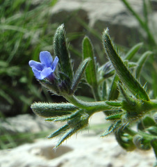 Buglossoides incrassata