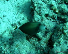 Sufflamen albicaudatum