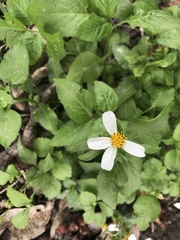 Bidens alba