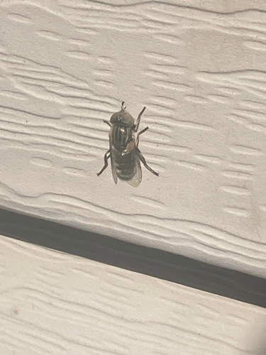 Unknown species found near Maryland, US