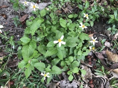 Bidens alba