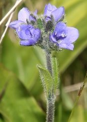 Veronica bellidioides