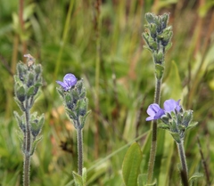 Veronica bellidioides