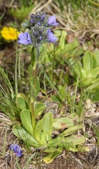 Veronica bellidioides