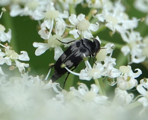 Variimorda villosa · iNaturalist