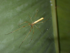 Tetragnatha hasselti