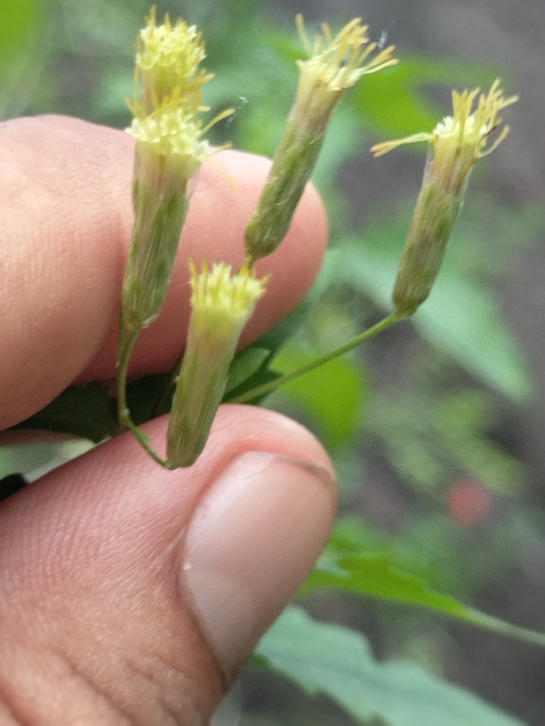Brickellia glabrata